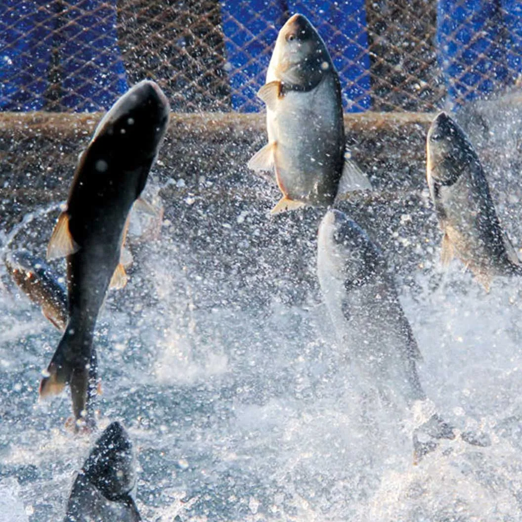 Slaughter of farmed fish