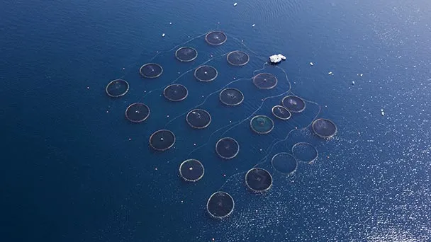 Aquaculture